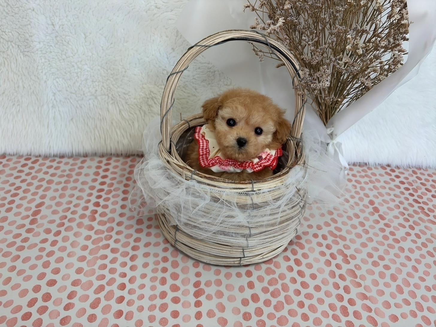 福岡県のトイプードル(ティーカップ) (ぱぴぷぺっと福岡店/2025年10月13日生まれ/女の子/アプリコット)の子犬の4枚目の画像