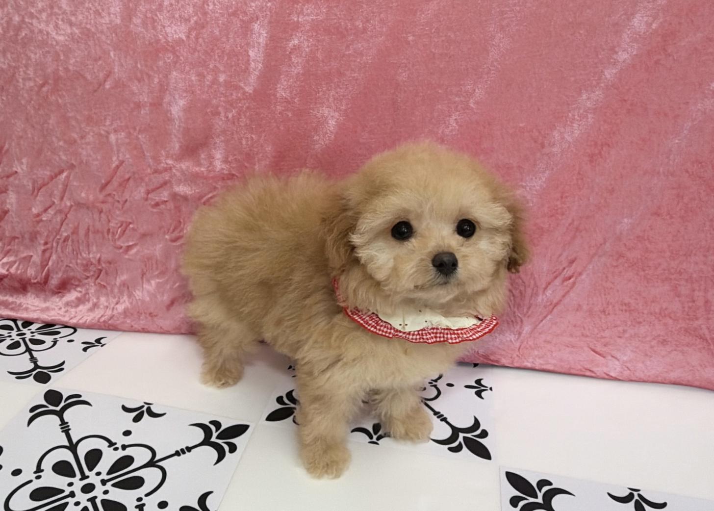福岡県のトイプードル(ティーカップ) (ぱぴぷぺっと福岡店/2025年10月13日生まれ/女の子/アプリコット)の子犬の4枚目の画像