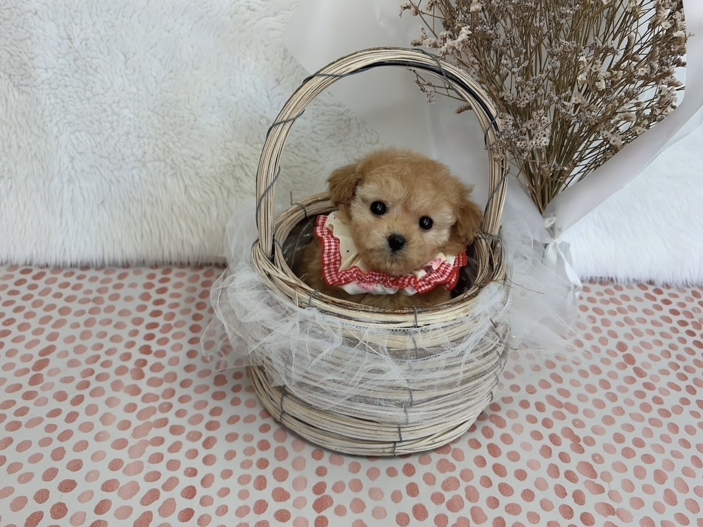 福岡県のトイプードル(ティーカップ) (ぱぴぷぺっと福岡店/2025年10月13日生まれ/女の子/アプリコット)の子犬の4枚目の画像