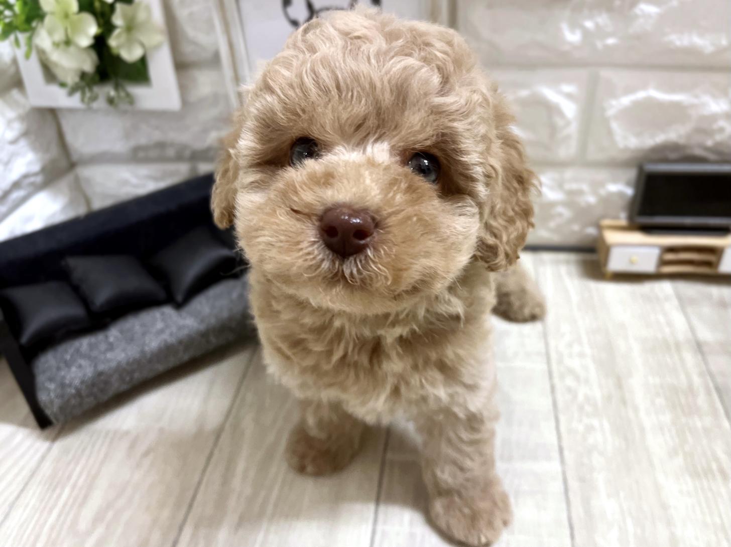 和歌山県のトイプードル(トイ) (DOGMAN和歌山中之島店/2026年3月18日生まれ/男の子/アプリコット)の子犬の1枚目の画像