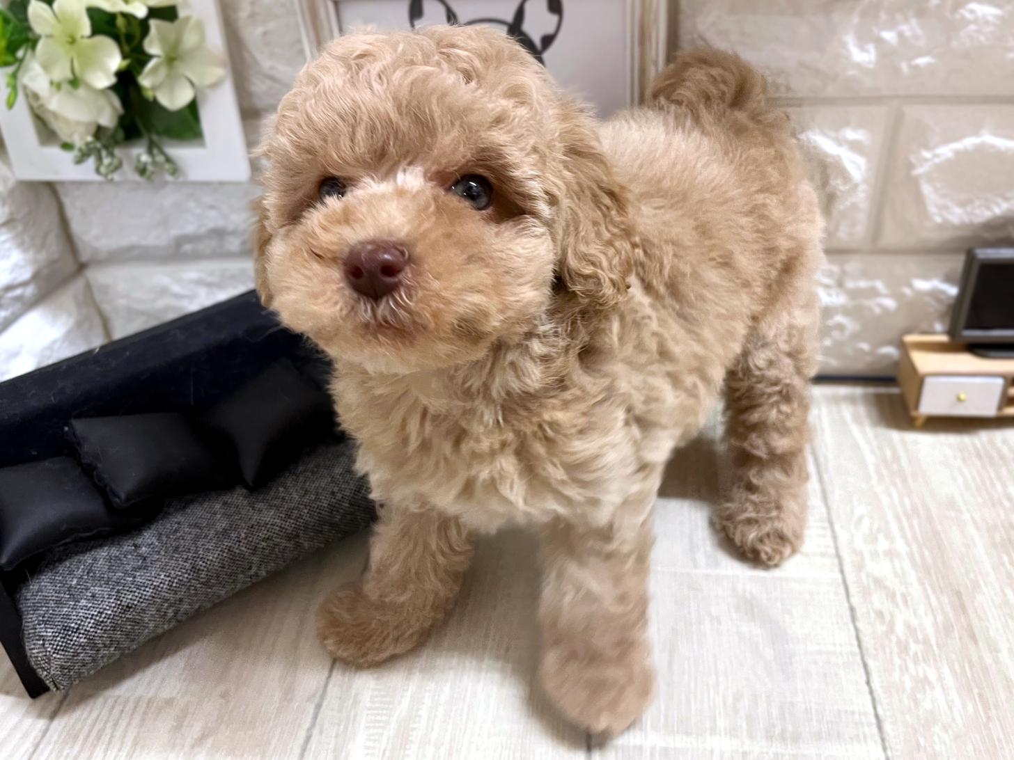 和歌山県のトイプードル(トイ) (DOGMAN和歌山中之島店/2026年3月18日生まれ/男の子/アプリコット)の子犬の3枚目の画像
