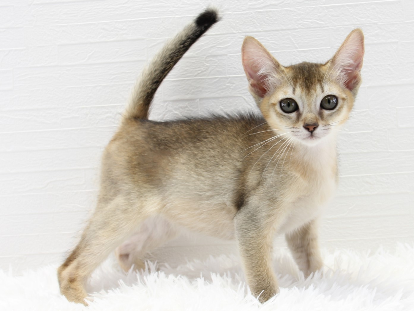 愛知県のハーフ猫・ミックス猫 (猫福家 名古屋南店/2025年7月7日生まれ/女の子/ルディ)の子猫の1枚目の画像