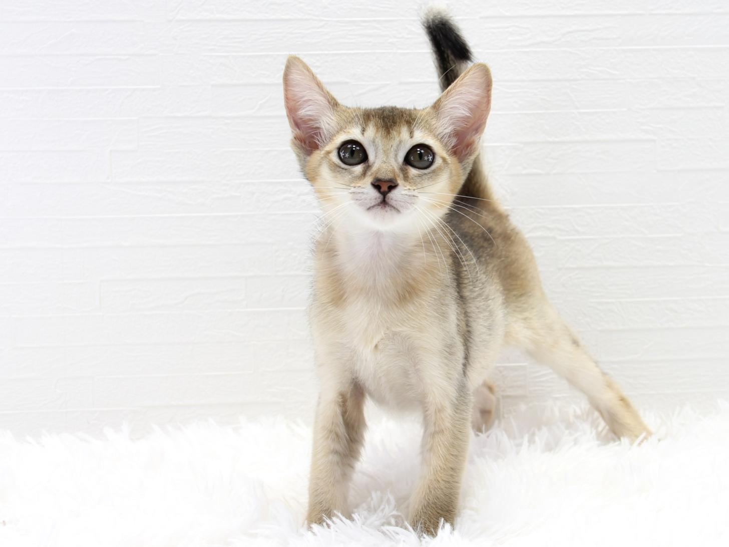 愛知県のハーフ猫・ミックス猫 (猫福家 名古屋南店/2025年7月7日生まれ/女の子/ルディ)の子猫の2枚目の画像