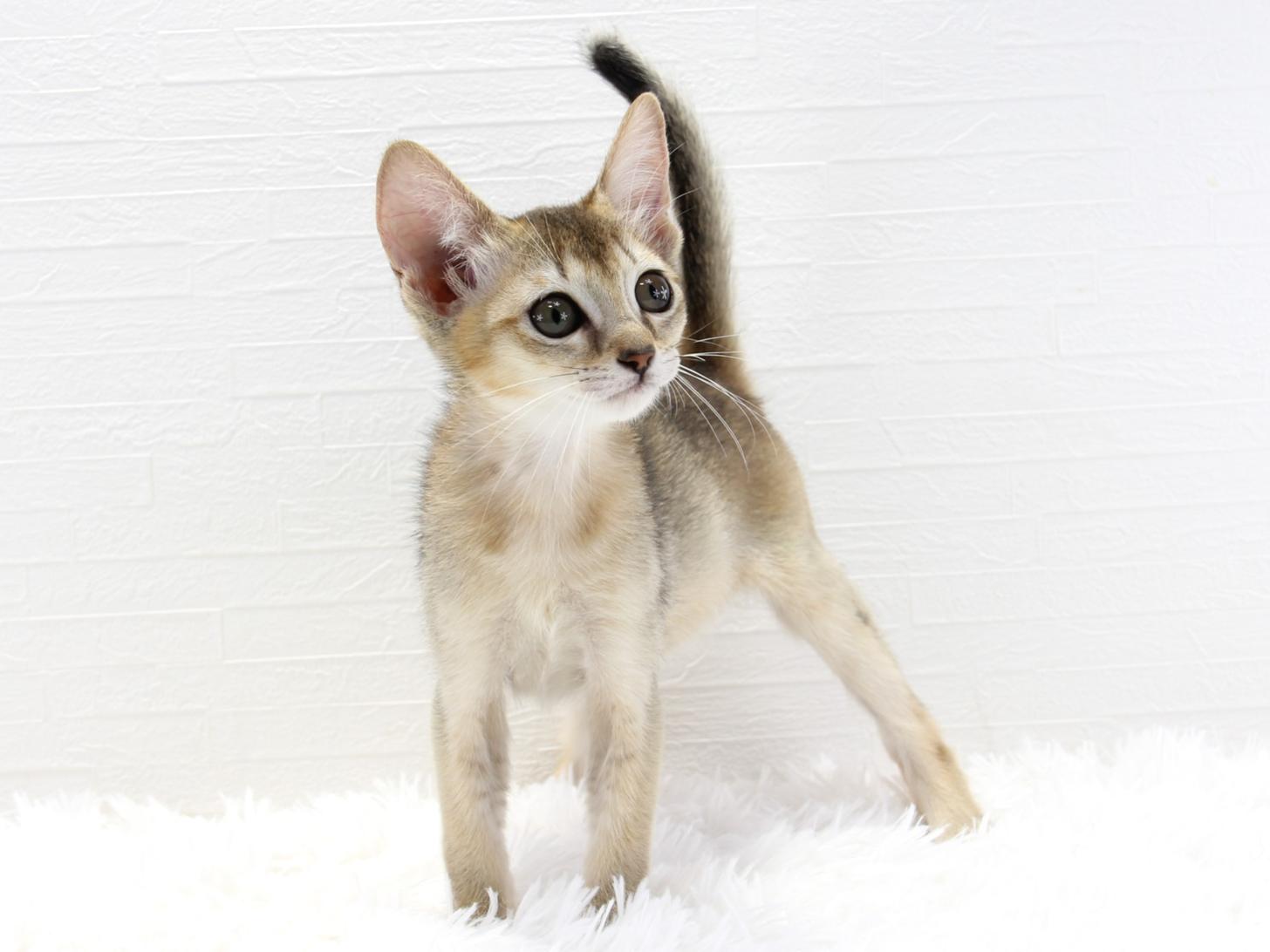 愛知県のハーフ猫・ミックス猫 (猫福家 名古屋南店/2025年7月7日生まれ/女の子/ルディ)の子猫の3枚目の画像