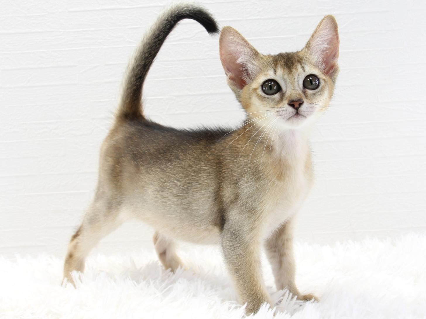 愛知県のハーフ猫・ミックス猫 (猫福家 名古屋南店/2025年7月7日生まれ/女の子/ルディ)の子猫の4枚目の画像