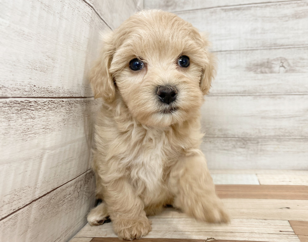 新潟県のマルプー(マルチーズ×プードル) (竹内ペット 新津本店/2026年8月17日生まれ/女の子/クリーム)の子犬の3枚目の画像