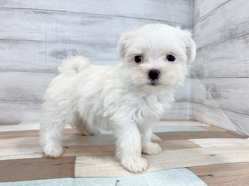 新潟県のマルチーズ (竹内ペット 新津本店/2026年8月17日生まれ/女の子/ホワイト)の子犬の4枚目の画像