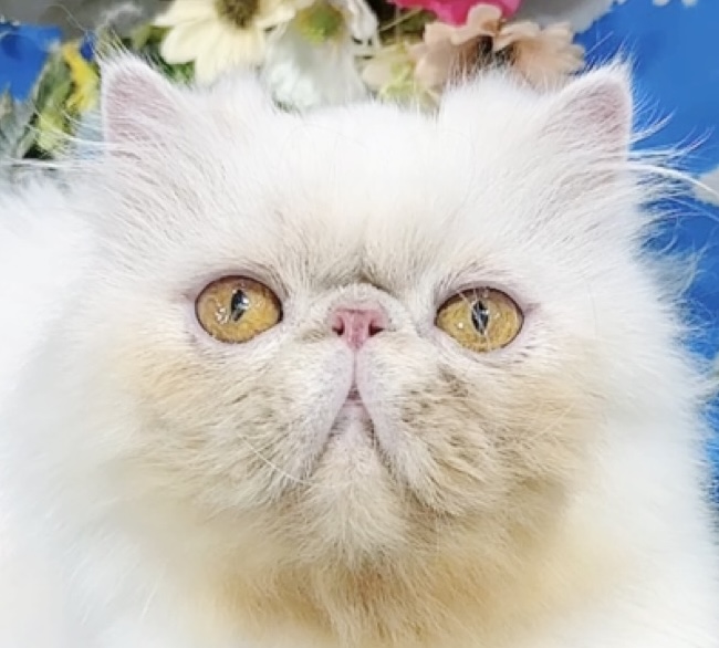 千葉県のペルシャ (Breeder & Petsalon MAU/2022年10月15日生まれ/女の子/チンチラシルバー)の子猫の1枚目の画像