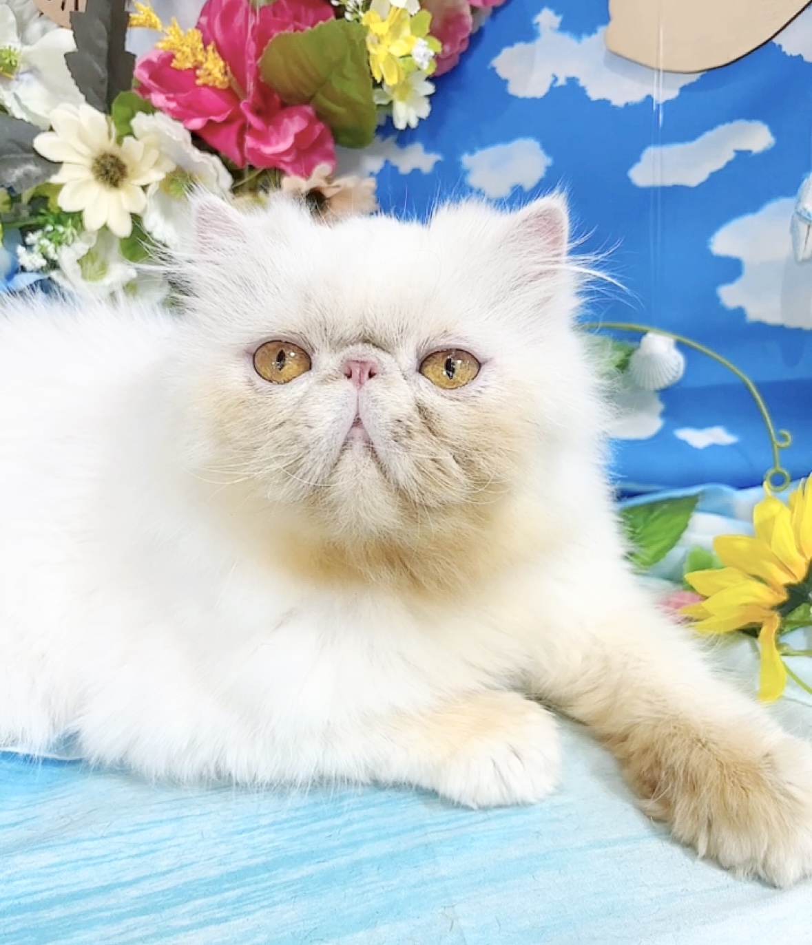 千葉県のペルシャ (Breeder & Petsalon MAU/2022年10月15日生まれ/女の子/チンチラシルバー)の子猫の2枚目の画像