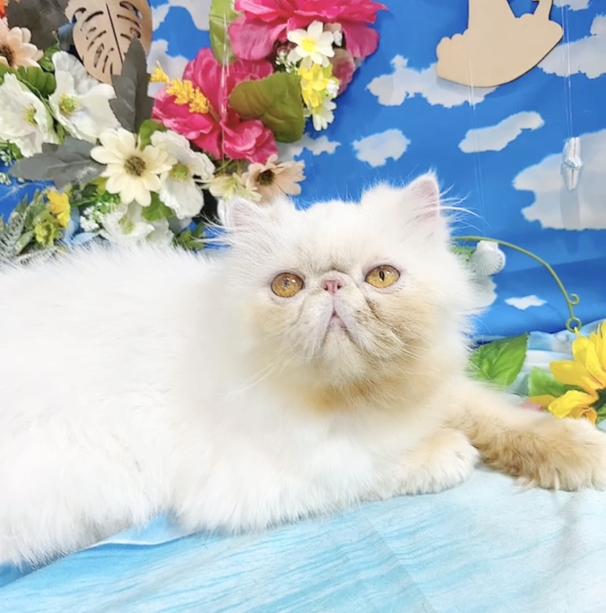 千葉県のペルシャ (Breeder & Petsalon MAU/2022年10月15日生まれ/女の子/チンチラシルバー)の子猫の3枚目の画像