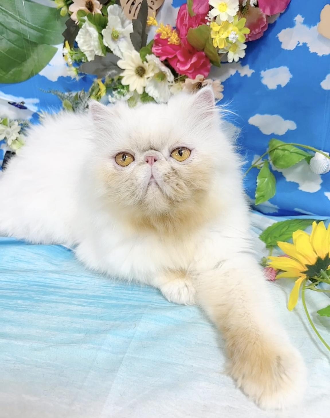 千葉県のペルシャ (Breeder & Petsalon MAU/2022年10月15日生まれ/女の子/チンチラシルバー)の子猫の4枚目の画像