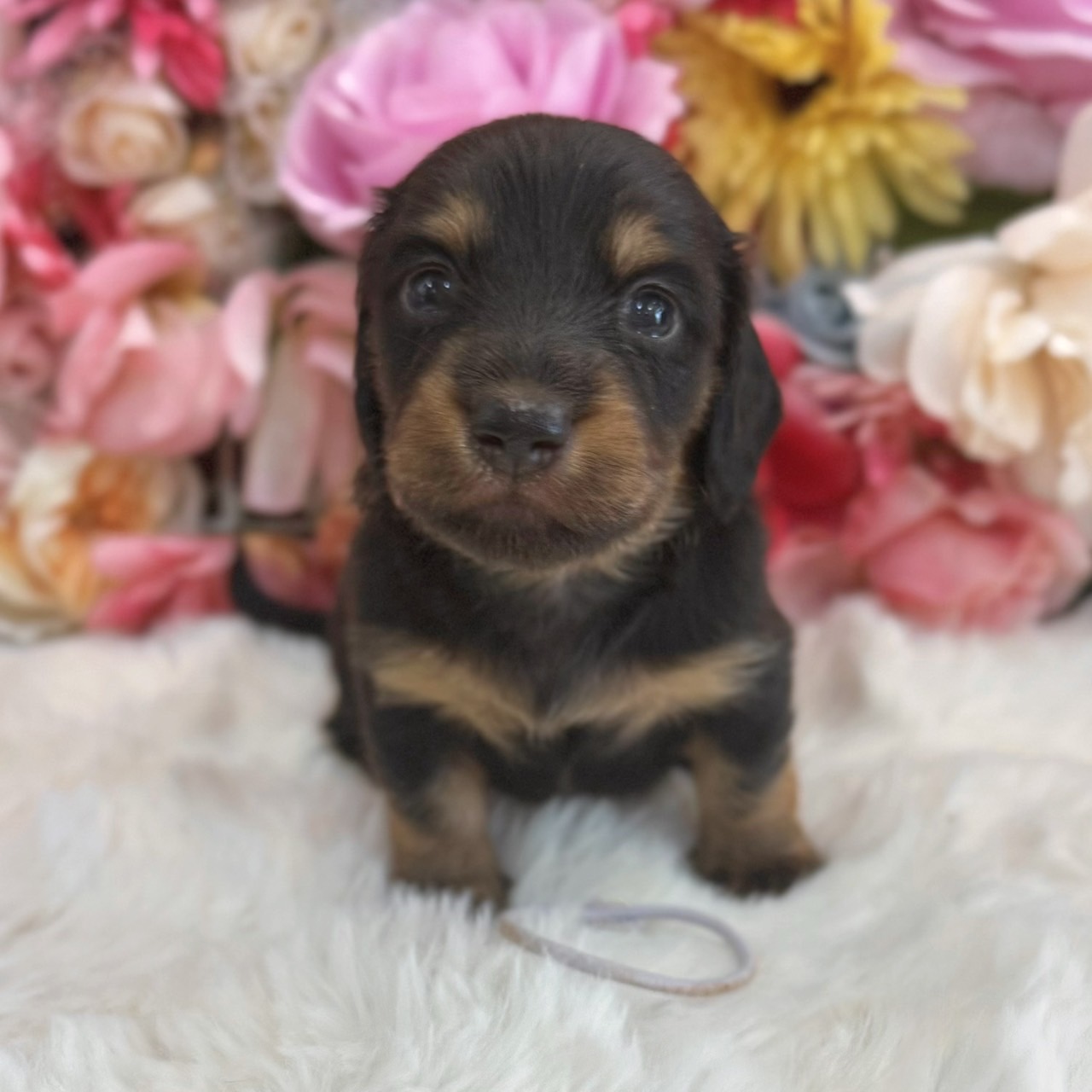 福岡県のミニチュアダックスフンド(ロング) (スタードッグス大牟田店/2026年3月2日生まれ/男の子/ブラックタン)の子犬