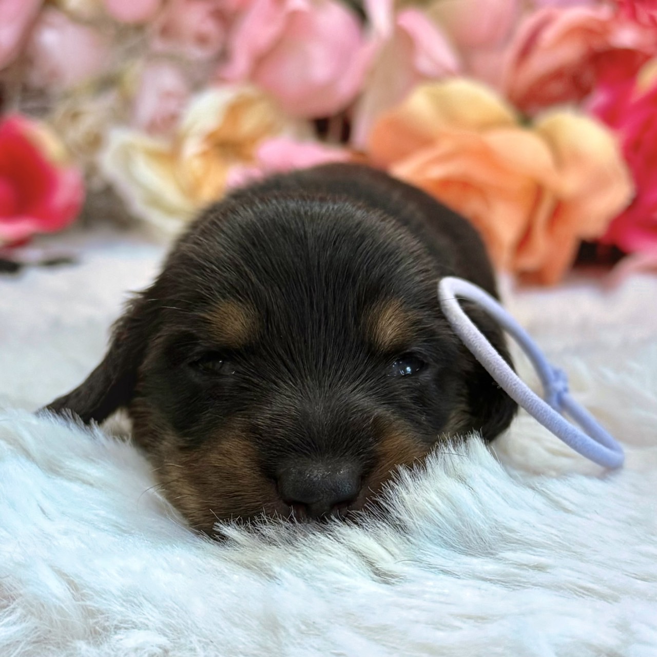 福岡県のミニチュアダックスフンド(ロング) (スタードッグス大牟田店/2026年3月2日生まれ/男の子/ブラックタン)の子犬の2枚目の画像