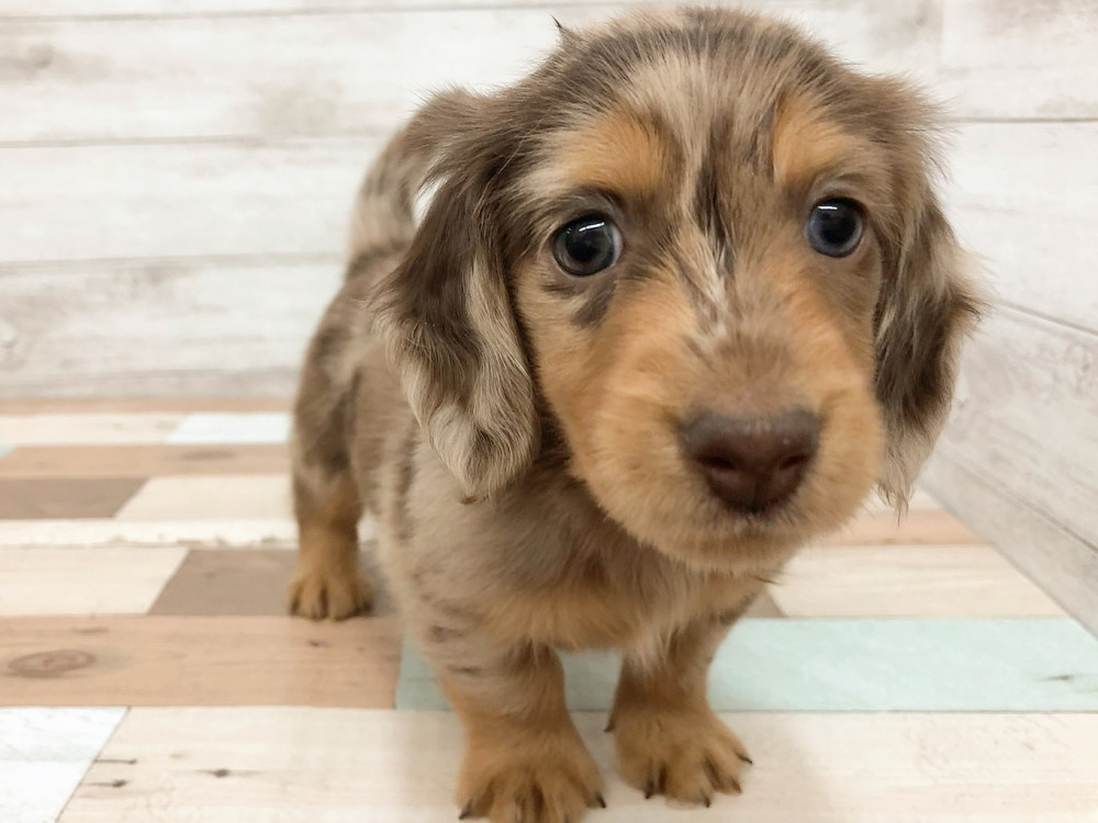 なめこページ❣️ミニチュアダックス 新潟県のミニチュアダックスフンドの子犬を価格や特徴で探す|ペット
