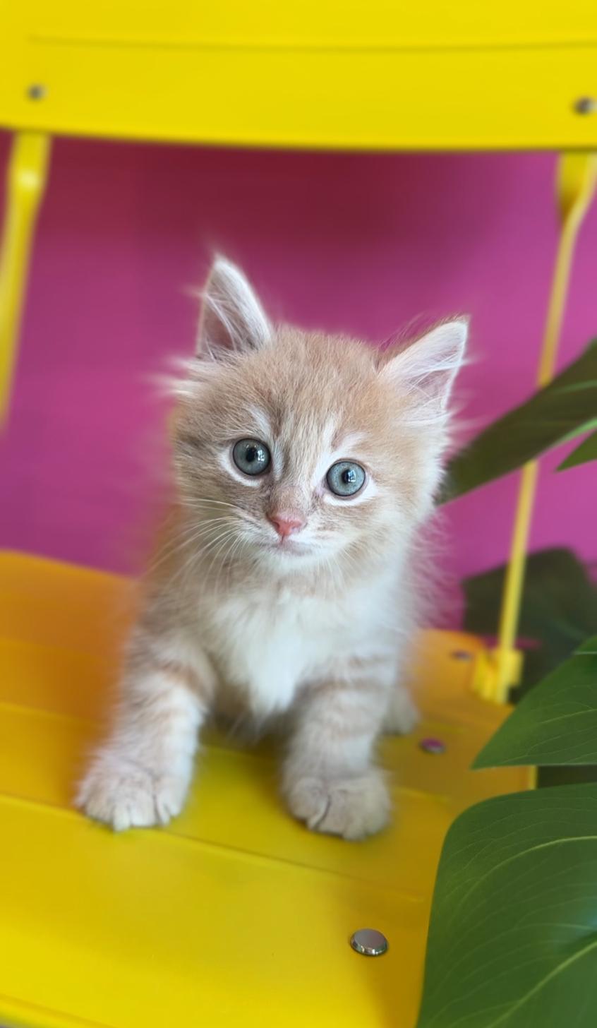 埼玉県のサイベリアン (PET SHOP Tiny tales/2025年7月19日生まれ/男の子/カメオタビー)の子猫の1枚目の画像