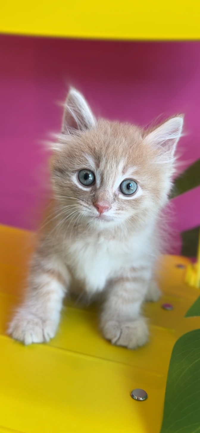 埼玉県のサイベリアン (PET SHOP Tiny tales/2025年7月19日生まれ/男の子/カメオタビー)の子猫の1枚目の画像