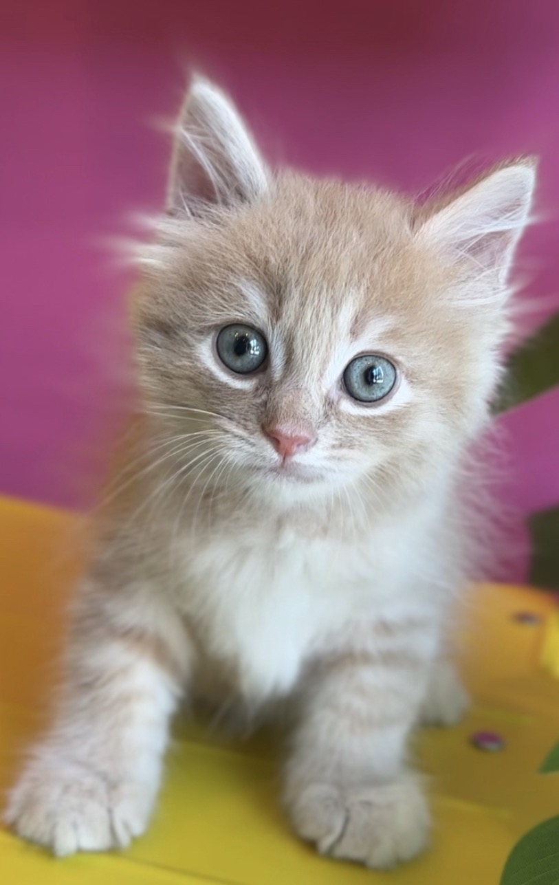 埼玉県のサイベリアン (PET SHOP Tiny tales/2025年7月19日生まれ/男の子/カメオタビー)の子猫の1枚目の画像