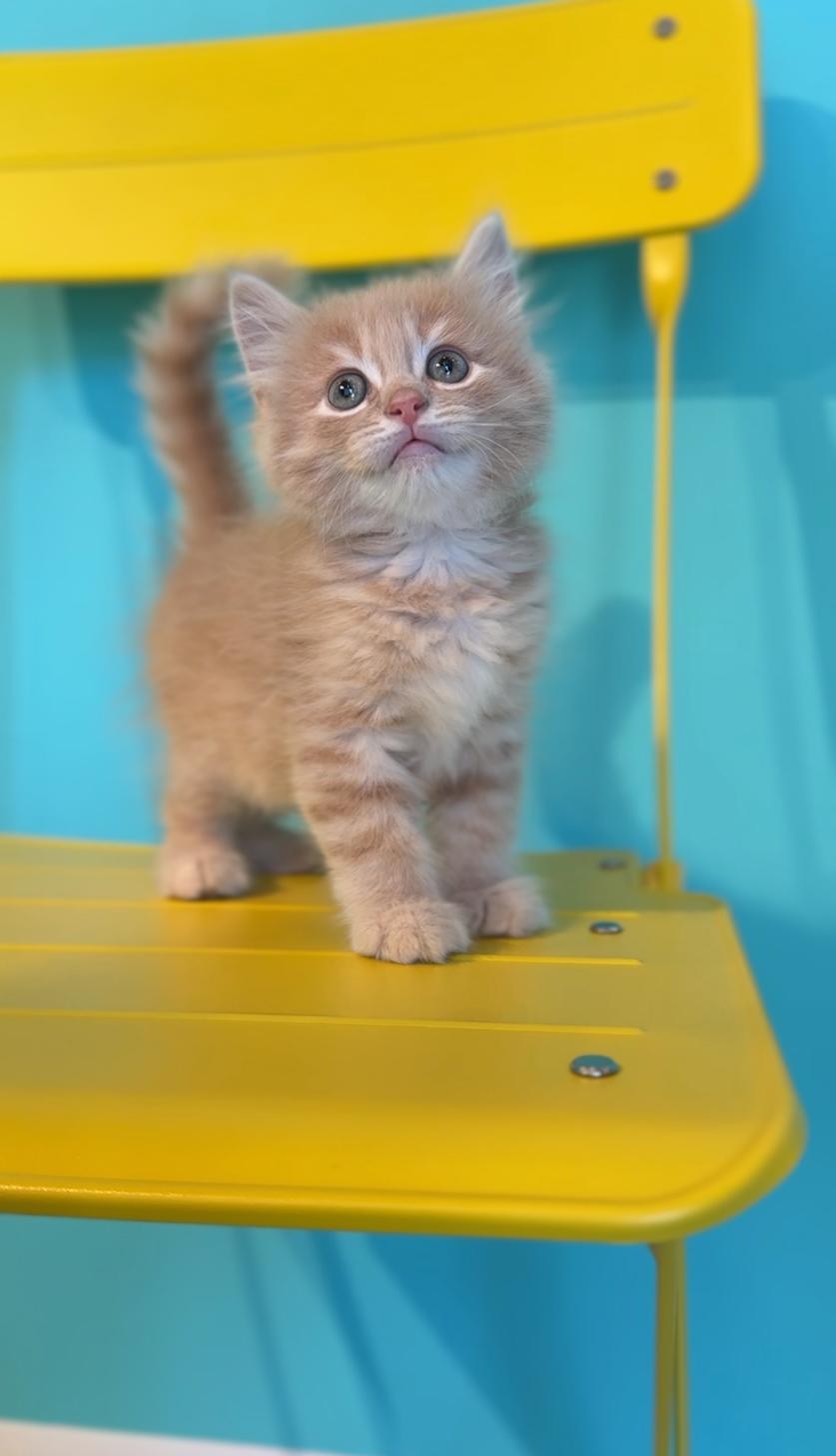 埼玉県のサイベリアン (PET SHOP Tiny tales/2025年7月19日生まれ/男の子/カメオタビー)の子猫の2枚目の画像