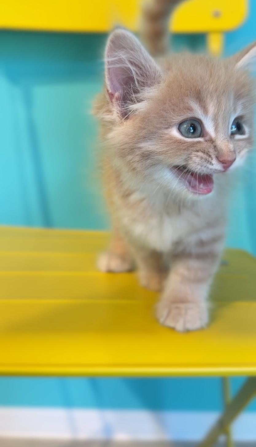 埼玉県のサイベリアン (PET SHOP Tiny tales/2025年7月19日生まれ/男の子/カメオタビー)の子猫の3枚目の画像