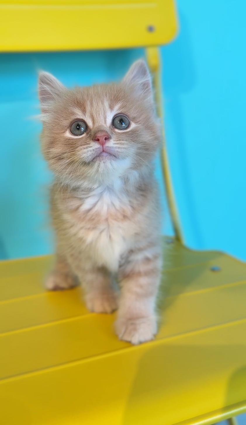 埼玉県のサイベリアン (PET SHOP Tiny tales/2025年7月19日生まれ/男の子/カメオタビー)の子猫の4枚目の画像