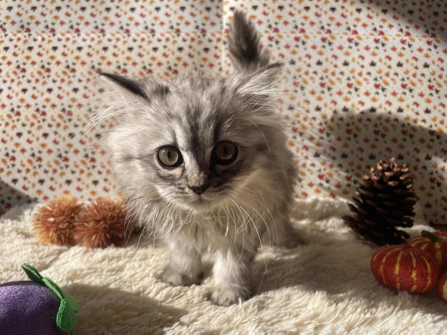 佐賀県のミヌエット (スタードッグス新鳥栖店/2025年9月3日生まれ/女の子/シルバータビー)の子猫の1枚目の画像