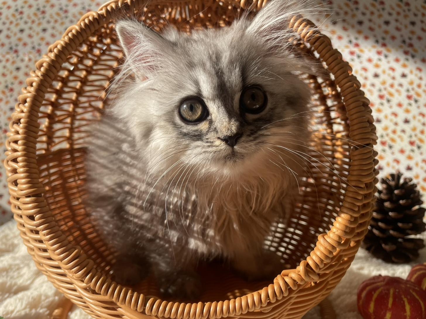 佐賀県のミヌエット (スタードッグス新鳥栖店/2025年9月3日生まれ/女の子/シルバータビー)の子猫の2枚目の画像