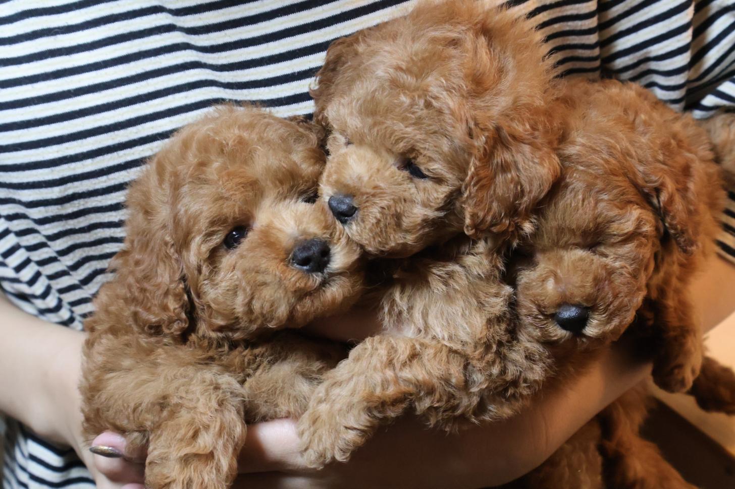 広島県のトイプードル(トイ) (アイカドールかも/2026年9月14日生まれ/女の子/レッド)の子犬の3枚目の画像