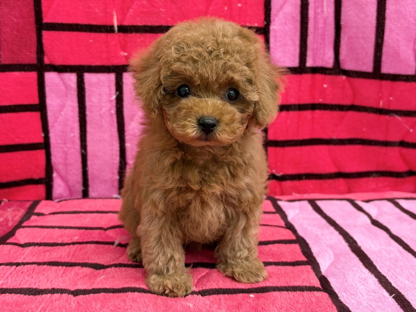 愛知県のトイプードル(トイ) (ハピースペット春日井アミーゴ店/2025年10月9日生まれ/女の子/レッド)の子犬の1枚目の画像