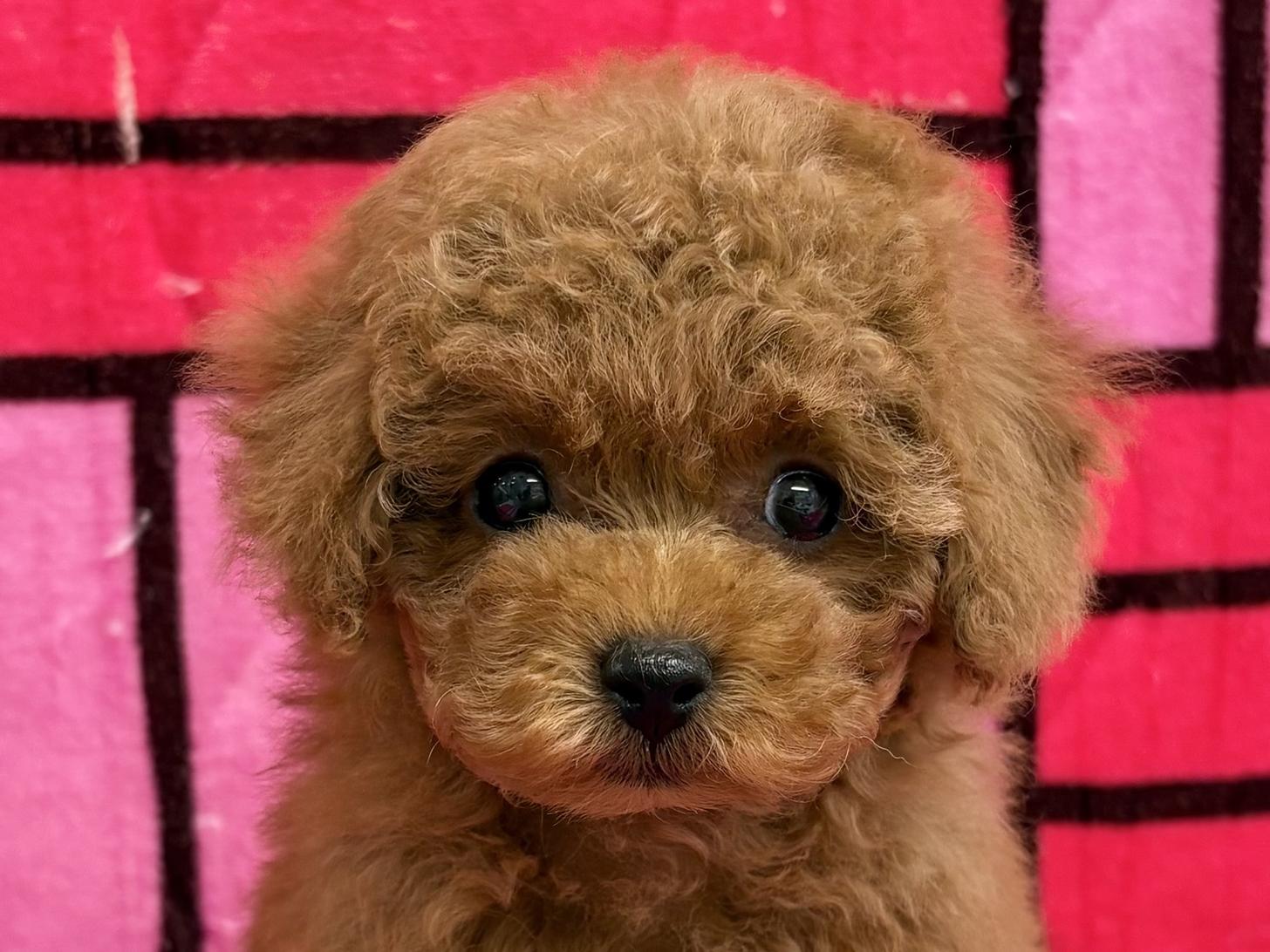 愛知県のトイプードル(トイ) (ハピースペット春日井アミーゴ店/2025年10月9日生まれ/女の子/レッド)の子犬の2枚目の画像