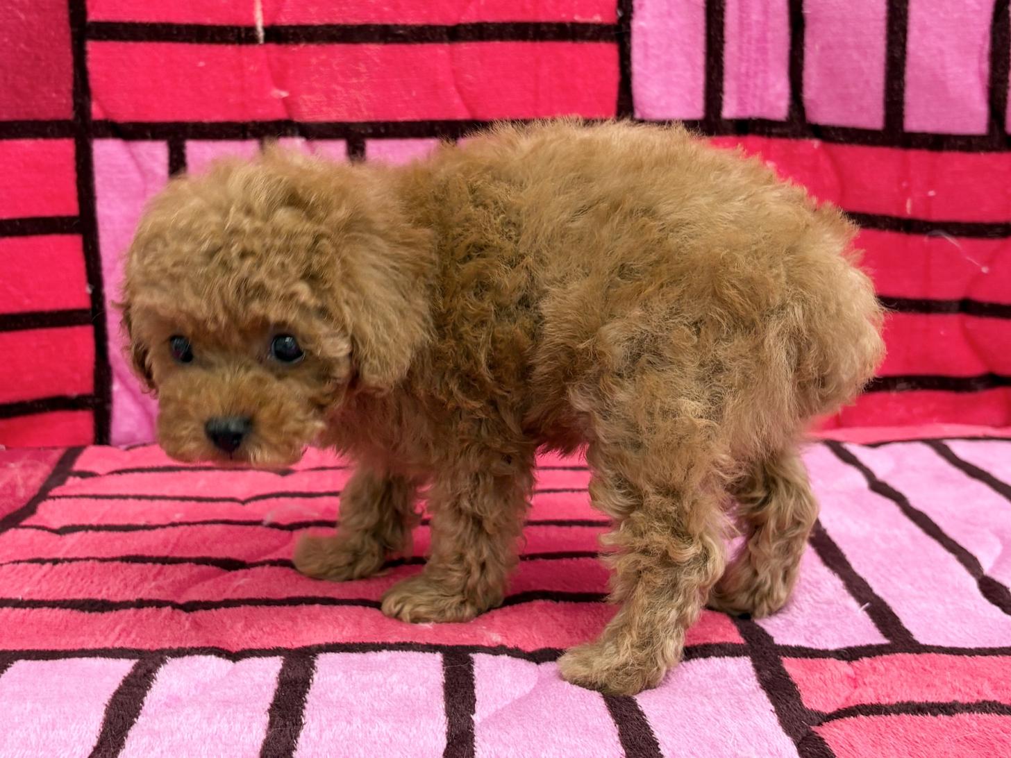 愛知県のトイプードル(トイ) (ハピースペット春日井アミーゴ店/2025年10月9日生まれ/女の子/レッド)の子犬の3枚目の画像