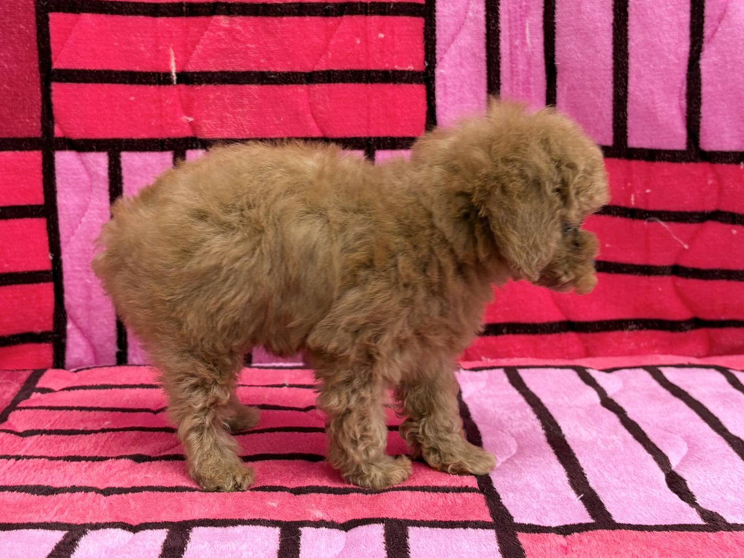 愛知県のトイプードル(トイ) (ハピースペット春日井アミーゴ店/2025年10月9日生まれ/女の子/レッド)の子犬の4枚目の画像