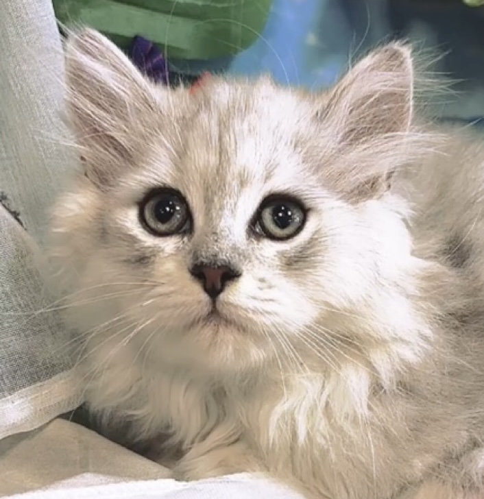 千葉県のミヌエット (Breeder & Petsalon MAU/2025年3月24日生まれ/男の子/チンチラシルバー)の子猫