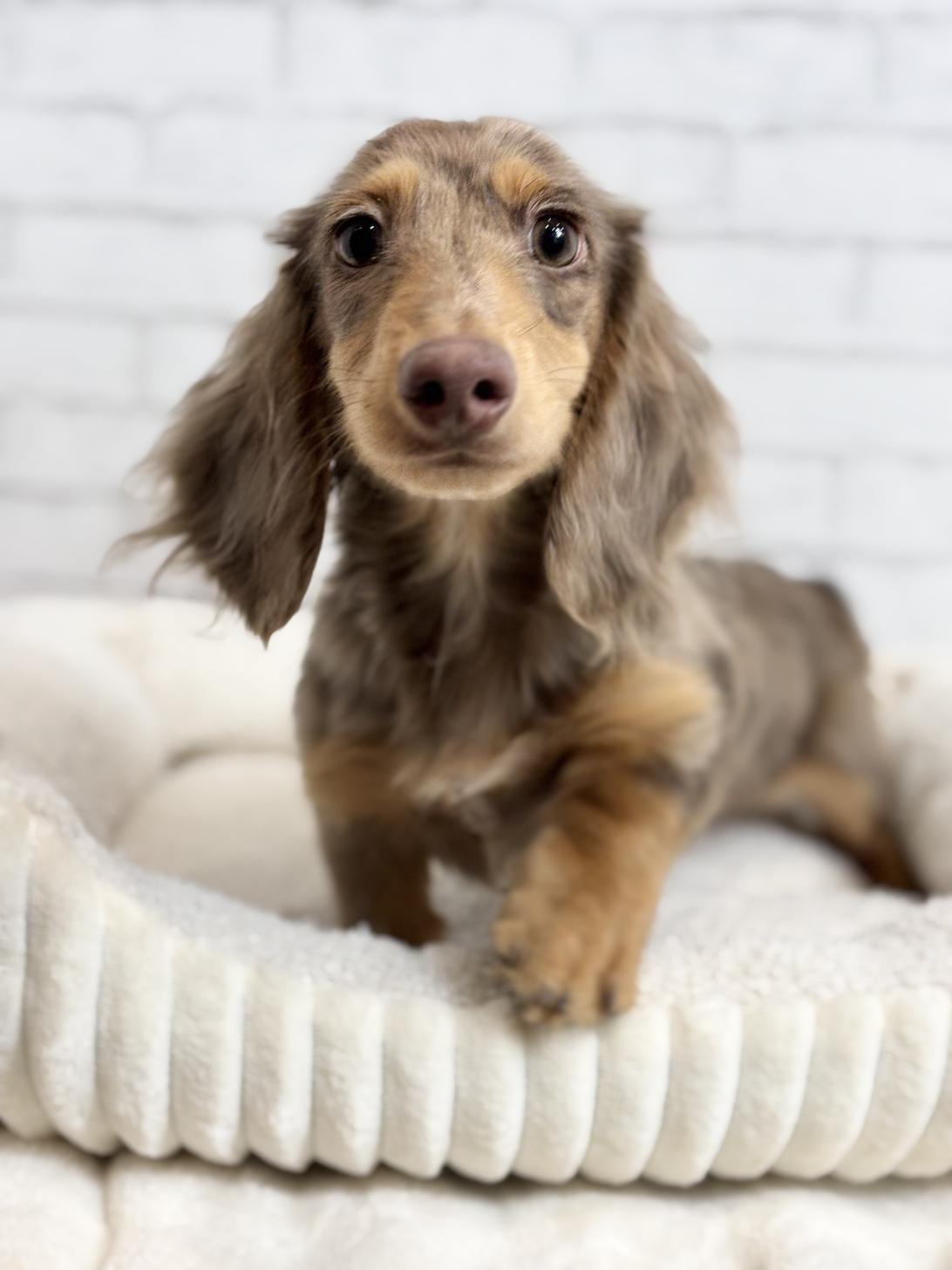 埼玉県のミニチュアダックスフンド(ロング) (ペッツスマイル加須インター店/2025年5月25日生まれ/男の子/チョコレートダップル)の子犬の1枚目の画像