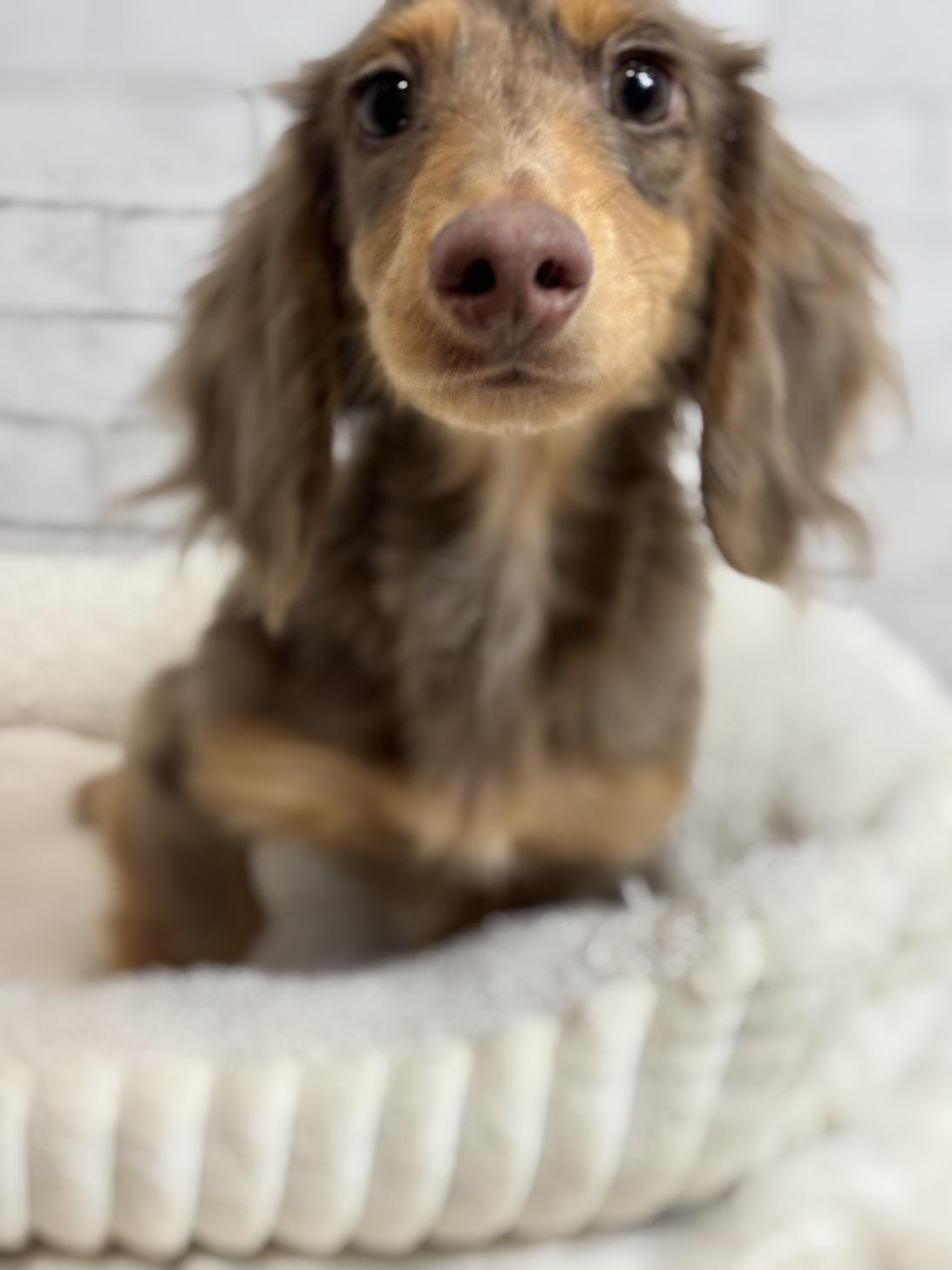 埼玉県のミニチュアダックスフンド(ロング) (ペッツスマイル加須インター店/2025年5月25日生まれ/男の子/チョコレートダップル)の子犬の2枚目の画像