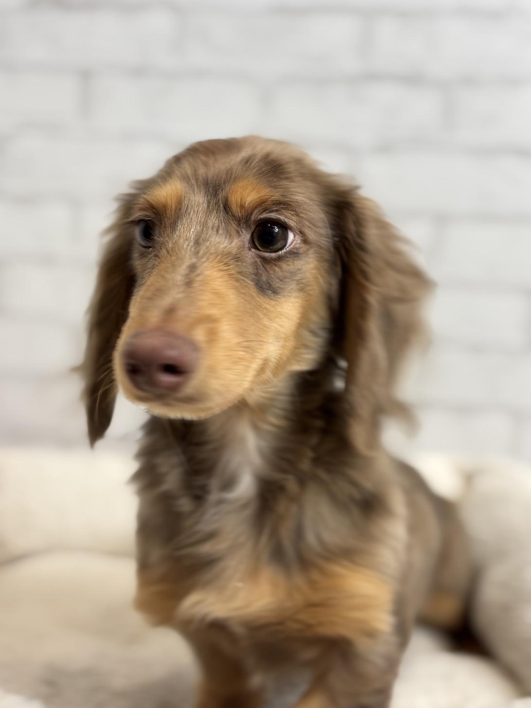 埼玉県のミニチュアダックスフンド(ロング) (ペッツスマイル加須インター店/2025年5月25日生まれ/男の子/チョコレートダップル)の子犬の3枚目の画像