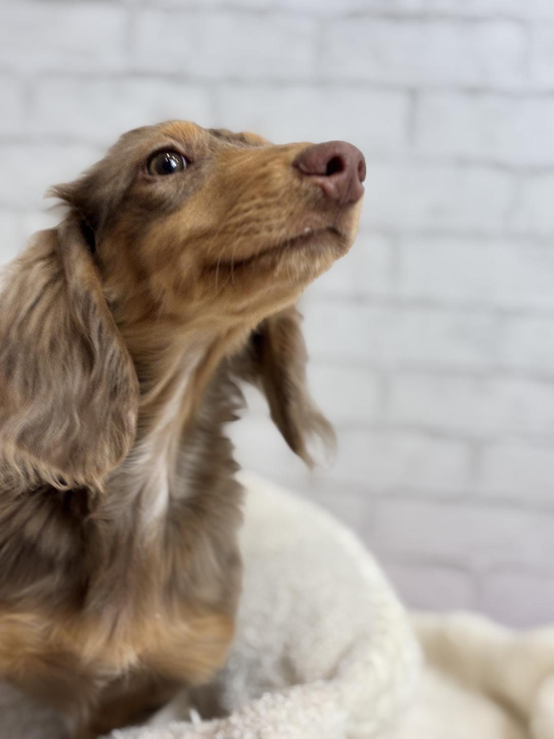 埼玉県のミニチュアダックスフンド(ロング) (ペッツスマイル加須インター店/2025年5月25日生まれ/男の子/チョコレートダップル)の子犬の4枚目の画像