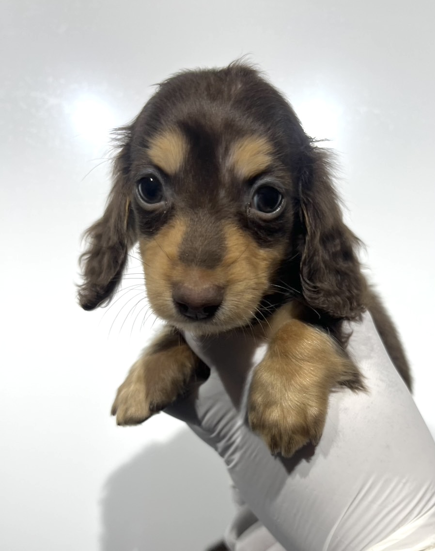 埼玉県のミニチュアダックスフンド(ロング) (ペッツスマイル南中野店/2025年10月12日生まれ/女の子/チョコレートタン)の子犬の1枚目の画像