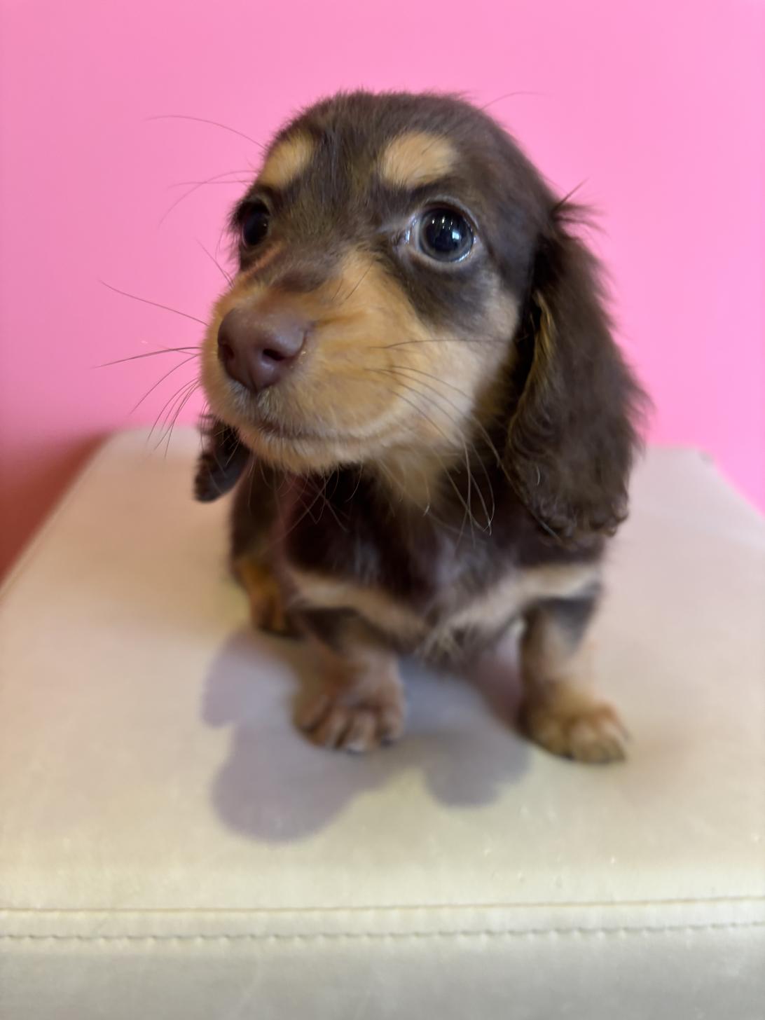 埼玉県のミニチュアダックスフンド(ロング) (ペッツスマイル南中野店/2025年10月12日生まれ/女の子/チョコレートタン)の子犬の1枚目の画像