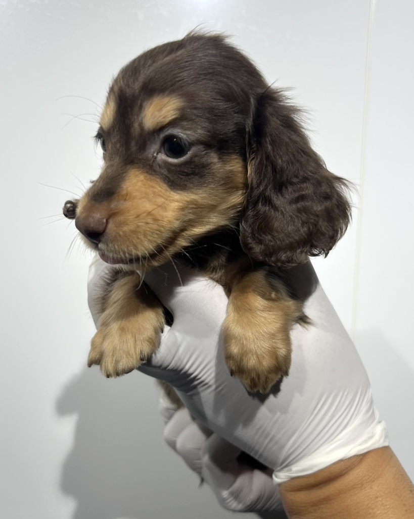 埼玉県のミニチュアダックスフンド(ロング) (ペッツスマイル南中野店/2025年10月12日生まれ/女の子/チョコレートタン)の子犬の2枚目の画像