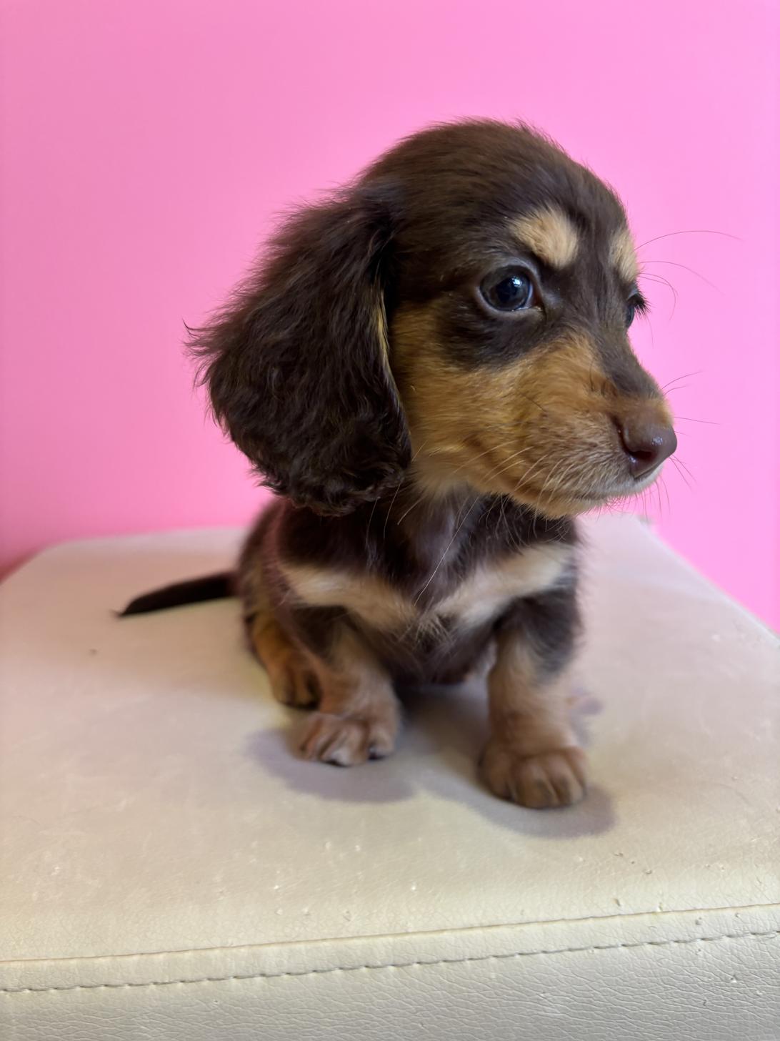 埼玉県のミニチュアダックスフンド(ロング) (ペッツスマイル南中野店/2025年10月12日生まれ/女の子/チョコレートタン)の子犬の2枚目の画像