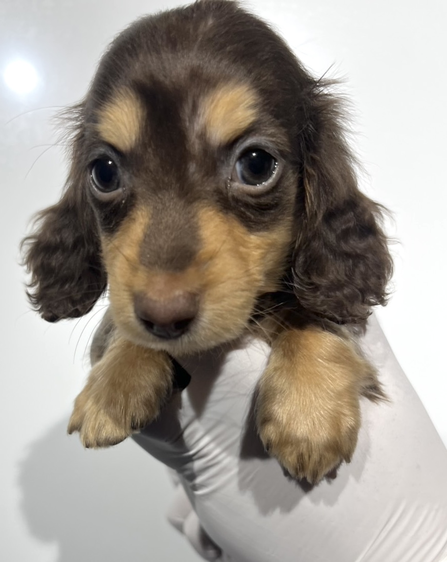 埼玉県のミニチュアダックスフンド(ロング) (ペッツスマイル南中野店/2025年10月12日生まれ/女の子/チョコレートタン)の子犬の3枚目の画像