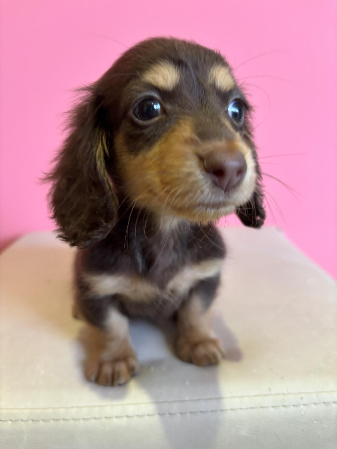 埼玉県のミニチュアダックスフンド(ロング) (ペッツスマイル南中野店/2025年10月12日生まれ/女の子/チョコレートタン)の子犬の3枚目の画像