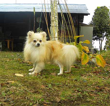 群馬県のポメラニアン (ペットハウステレサ/2024年8月28日生まれ/男の子/クリーム)の子犬の3枚目の画像