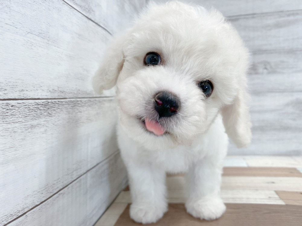 新潟県のビションフリーゼ (竹内ペット 新津本店/2025年7月29日生まれ/女の子/ホワイト)の子犬の1枚目の画像