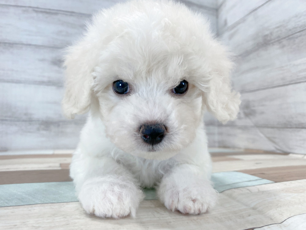 新潟県のビションフリーゼ (竹内ペット 新津本店/2025年7月29日生まれ/女の子/ホワイト)の子犬の2枚目の画像