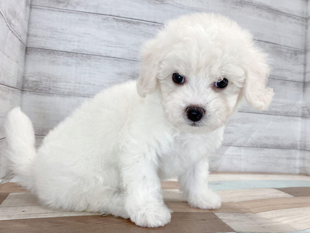 新潟県のビションフリーゼ (竹内ペット 新津本店/2025年7月29日生まれ/女の子/ホワイト)の子犬の3枚目の画像