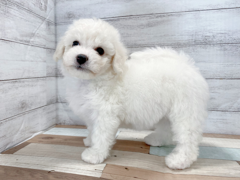 新潟県のビションフリーゼ (竹内ペット 新津本店/2025年7月29日生まれ/女の子/ホワイト)の子犬の4枚目の画像