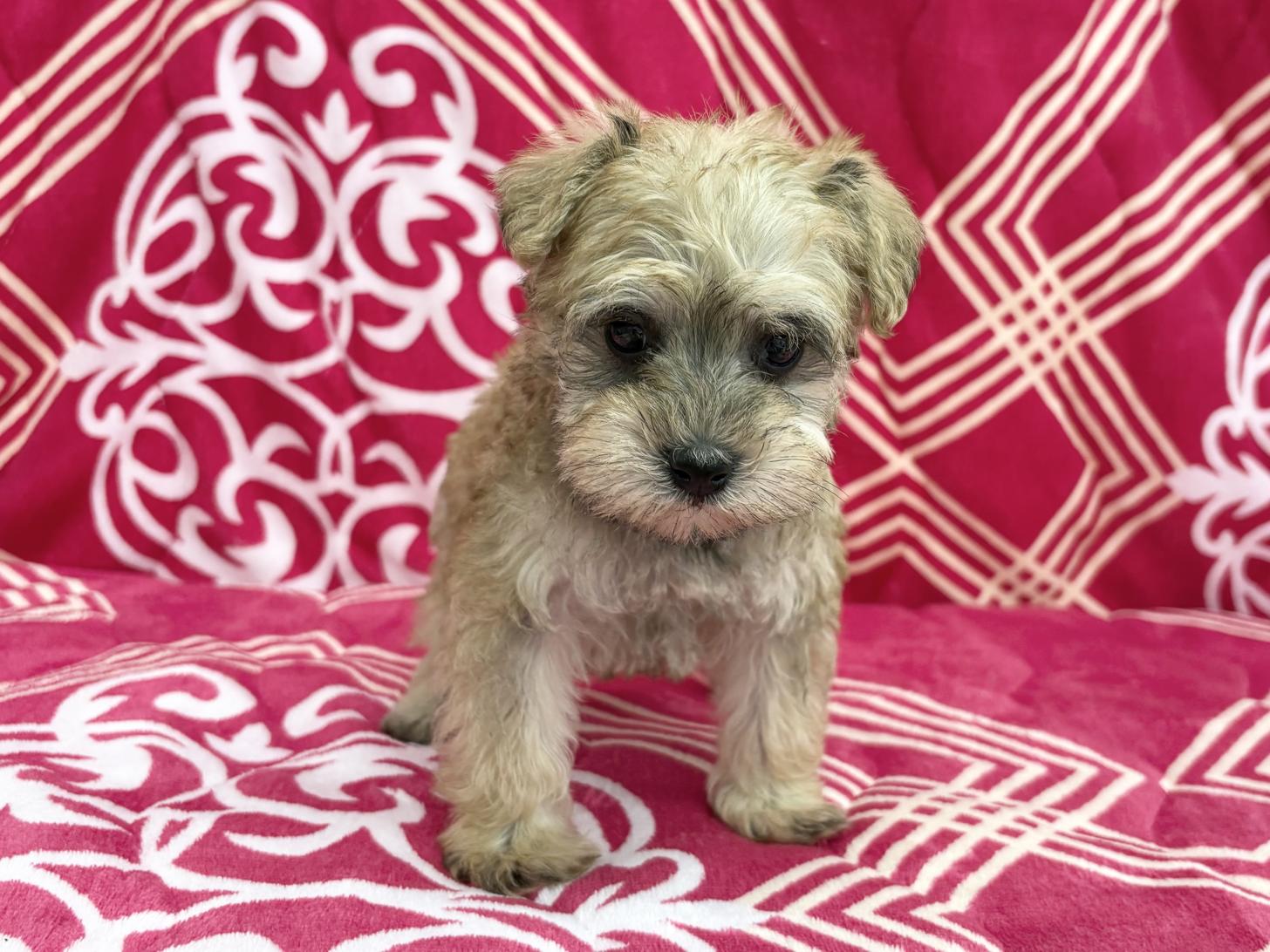 愛知県のシュナプー(シュナウザー×プードル) (ハピースペット春日井アミーゴ店/2026年1月4日生まれ/女の子/その他色)の子犬の1枚目の画像