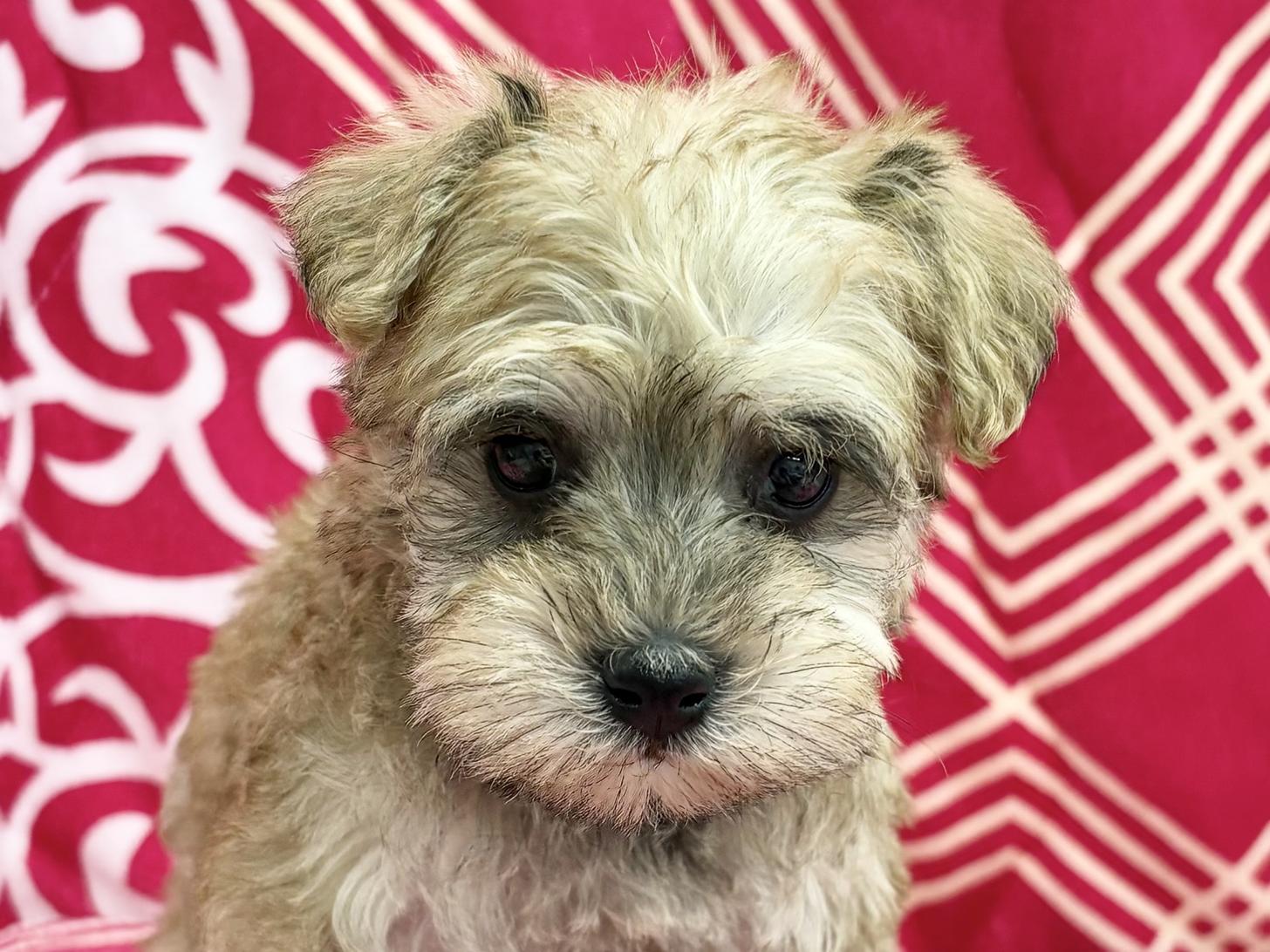 愛知県のシュナプー(シュナウザー×プードル) (ハピースペット春日井アミーゴ店/2026年1月4日生まれ/女の子/その他色)の子犬の2枚目の画像