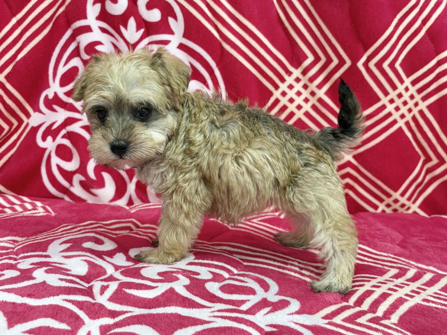 愛知県のシュナプー(シュナウザー×プードル) (ハピースペット春日井アミーゴ店/2026年1月4日生まれ/女の子/その他色)の子犬の4枚目の画像